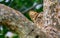 Lioness hides in the tree branches of a large tree. Uganda. East Africa.