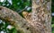 Lioness hides in the tree branches of a large tree. Uganda. East Africa.