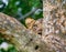 Lioness hides in the tree branches of a large tree. Uganda. East Africa.