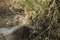 Lioness holding its prey in a muddy river, Serengeti, Tanzania