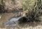 Lioness holding its prey in a muddy river, Serengeti, Tanzania