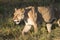 Lioness on the hunt at sunset.