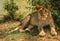 Lioness hunter in Masai Mara nature reserve in Kenya