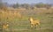 Lioness after hunting with cubs.