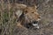 Lioness hunting Panthera leo - Botswana