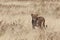 Lioness hunting Panthera leo Namibia