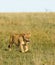 Lioness hunting in the Serengeti