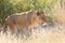 Lioness Hunting in Tall Grass, Kruger National Park. South Africa