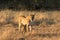 Lioness interacting with her cub.