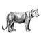 Lioness isolated on white background. Sketch graphic predator of savannah in engraving style