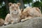 Lioness and juvenile male lion (Panthera leo).