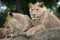 Lioness and juvenile male lion. Panthera leo