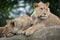 Lioness and juvenile male lion (Panthera leo).