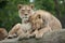 Lioness and juvenile male lion (Panthera leo).