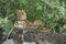 Lioness Kenya Africa Lion Safari Portrait Relaxing