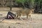 Lioness at a kill