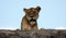 Lioness  on  kopjes in Serengeti