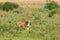 Lioness in Lake Manyara