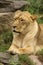 Lioness laying in the grass