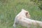 Lioness laying on the grass