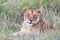 Lioness laying in the long grass of the Masai Mara