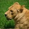 Lioness lays on grass