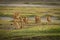 Lioness leading five cubs over grassy plain