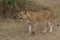 A lioness in a leisurely stroll