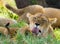 The lioness licks cub. National Park. Kenya. Tanzania. Masai Mara. Serengeti.