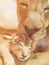 Lioness licks the lion cub as a sign of affection. Mother and son love concept