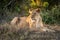 Lioness lies in dappled sunshine on grass