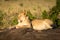 Lioness lies facing left on sunny rock