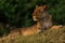 Lioness lies on grassy bank with catchlight