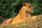 Lioness lies on grassy bank near forest