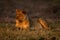 Lioness lies on grassy floodplain with catchlight