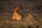 Lioness lies on grassy floodplain with catchlights