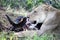 Lioness lies near the head of the dead Buffalo. Predator and prey.