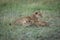 Lioness lies nursing cub in long grass