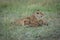 Lioness lies nursing cubs in long grass