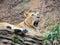 A lioness lies relaxed in a lateral position on a rock slab