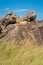 Lioness lies on rocky outcrop in savannah