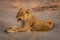 Lioness lies on sandy track opening mouth