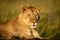 Lioness lies staring on rock in sunshine