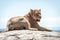 Lioness lies on sunlit rock on savannah