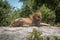 Lioness lies on sunlit rock in trees