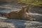 Lioness lies yawning on dry muddy road