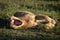 Lioness lies yawning widely on short grass