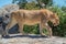 Lioness lifts paw walking across rocky outcrop