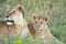 Lioness with lion cub, lioness with baby lion watching out in Serengeti, Tanzania, Africa, lion alert, lioness alerting