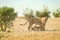 Lioness with lion cubs